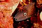 Moray